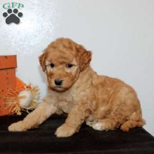 Piper, Mini Goldendoodle Puppy